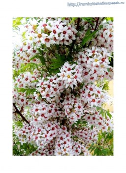 ������ ����������� ������������� ��� �������� ����, (10 ��)