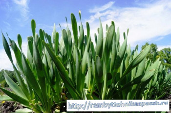 ������ ������� ��� ������ ��� ������� �.�. ������-�������, ���������� ����