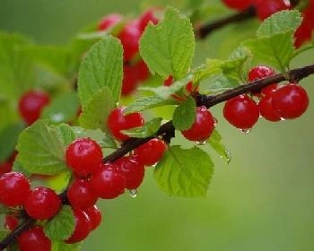 ����� ��������� 50 ��������-����� � ��������� �� ������